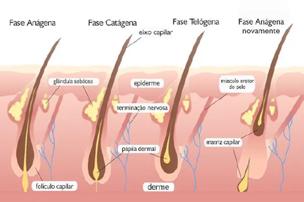 fases do ciclo capilar