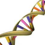 Representação da dupla hélice do DNA, molécula da qual derivam os fragmentos que compõem o PDRN