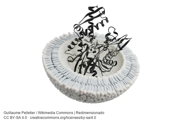 Ilustração científica de exossomo em corte com proteínas HSP70; não é uma fotografia microscópica